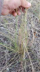 Eragrostis cylindriflora