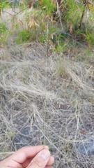 Eragrostis cylindriflora