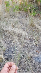 Eragrostis cylindriflora