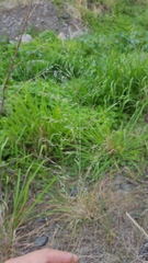 Eragrostis cylindriflora