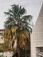 Thrinax radiata