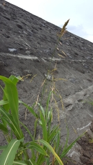 Sorghum arundinaceum