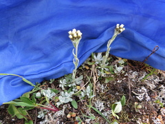 Antennaria alpina
