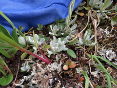 Antennaria alpina