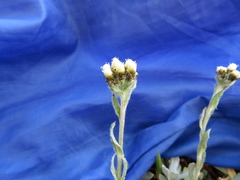 Antennaria alpina