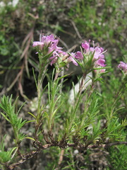Thymus helendzhicus