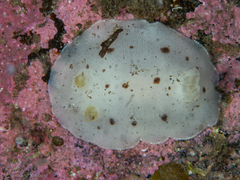 Jorunna artsdatabankia