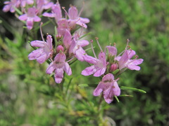 Thymus helendzhicus