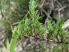 Thymus helendzhicus