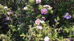 Rosa minutifolia