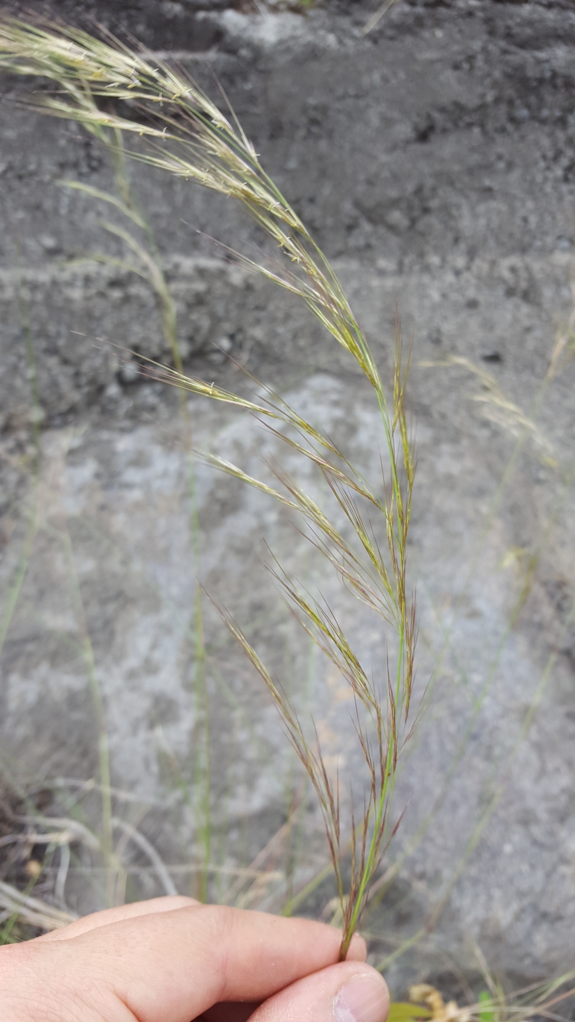 (c) François Rousseu, certains droits réservés (CC BY-NC) https://www.inaturalist.org/observations/104295321