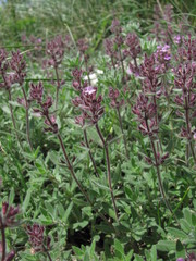 Thymus markhotensis