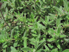 Thymus markhotensis