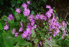 Pericallis tussilaginis image