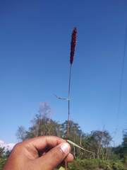 Eragrostis coarctata