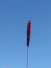 Eragrostis coarctata