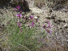 Astragalus saurinus