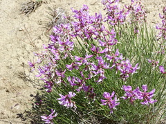 Astragalus saurinus