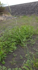 Eragrostis cylindriflora