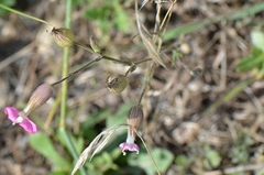 Silene subconica