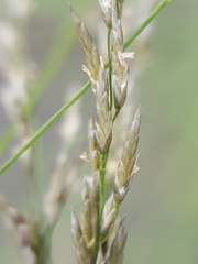 Eragrostis cylindriflora
