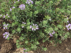 Ziziphora serpyllacea