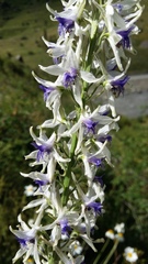Delphinium samurense