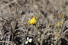 Heterotheca inuloides