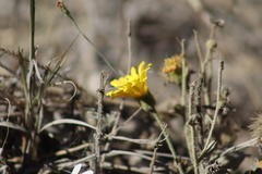 Heterotheca inuloides