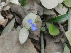 Commelina caroliniana