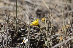 Heterotheca inuloides