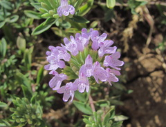 Ziziphora serpyllacea