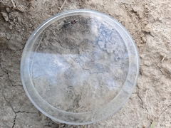 Darditilla usta