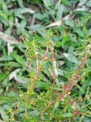 Rotala rosea