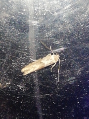 Blastobasis maroccanella