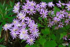 Pericallis echinata image