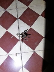 Ancylometes concolor