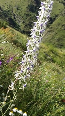 Delphinium samurense