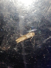 Blastobasis maroccanella