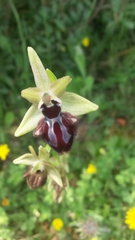 Ophrys sphegodes atrata