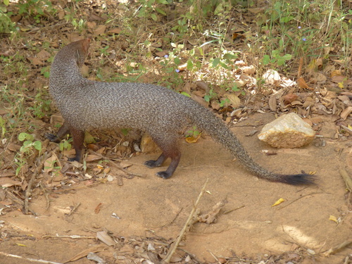 Ruddy Mongoose