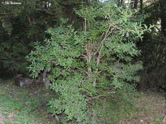 Archidasyphyllum diacanthoides