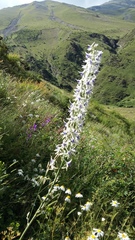 Delphinium samurense