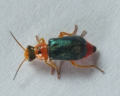 Ascolhedybius