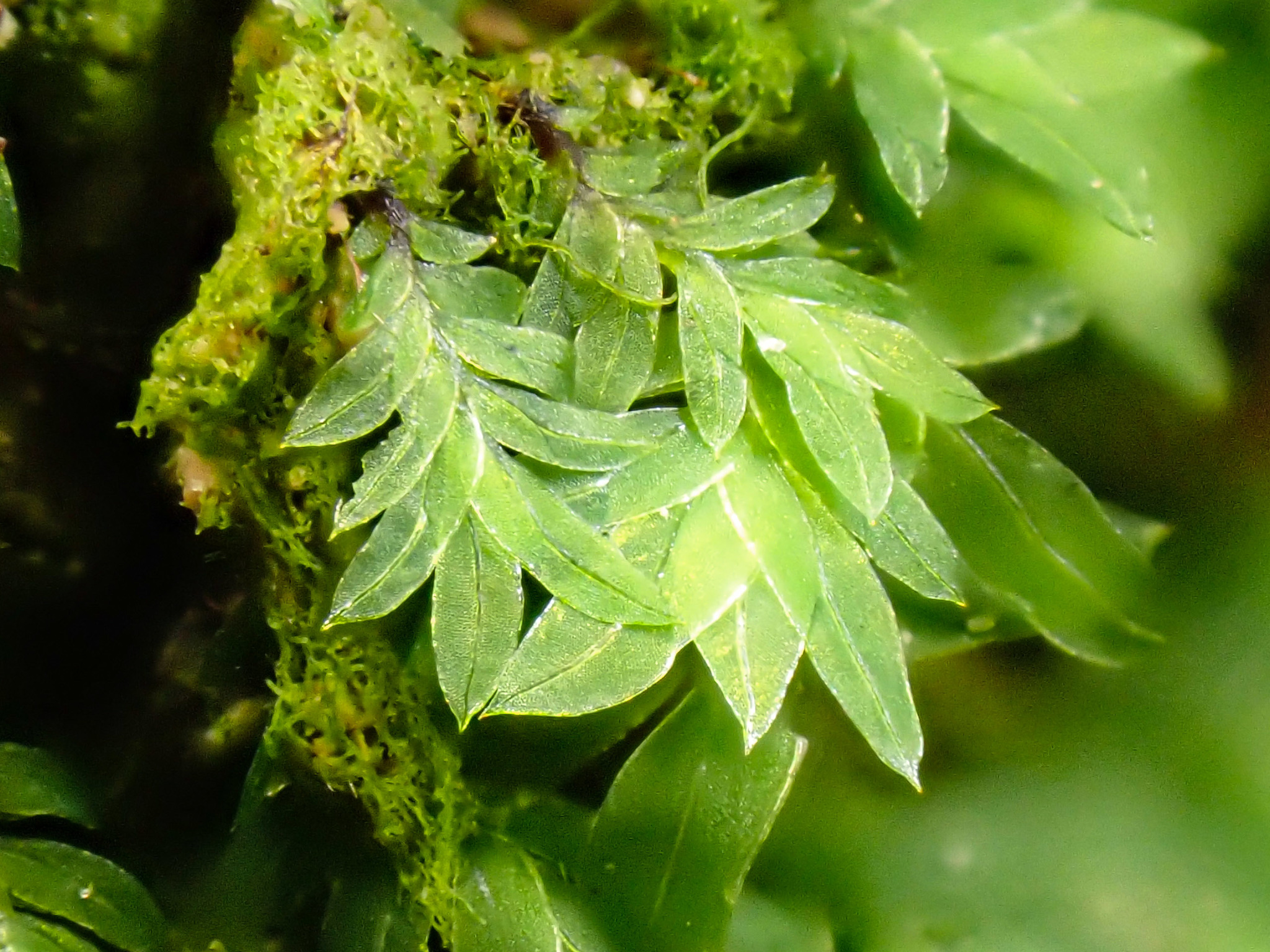 Fissidentaceae