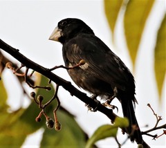 Sporophila crassirostris