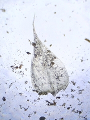 Brachythecium glareosum