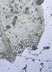 Brachythecium glareosum