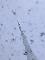 Brachythecium glareosum