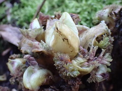 Pedicularis sylvatica